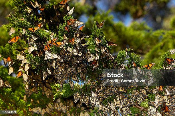Closeup Of Monarch Butterflies On Branch Stock Photo - Download Image Now - California, Monarch Butterfly, Animal