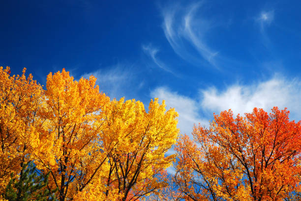 brilliant fall foliage colors - autumn stockfoto's en -beelden