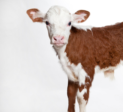 Hereford calf on a light background.