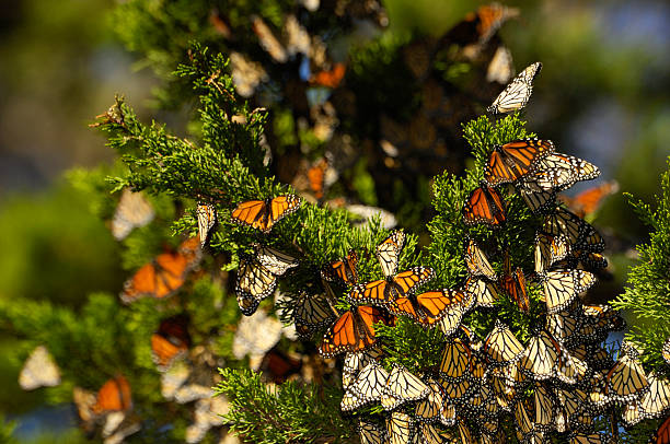 istock Close-up of Monarch Butterflies on Branch 155143225