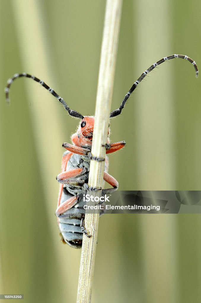 Asclepias escarabajo de cuerno largo (Tetraopes annulatus) s'esconde un tallo engrosados que - Foto de stock de Aire libre libre de derechos