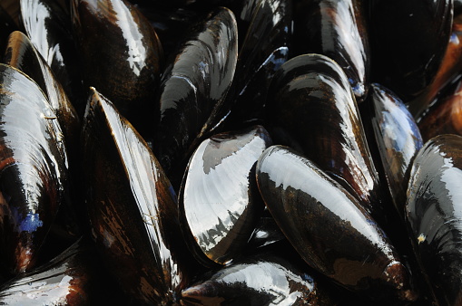 Telephoto image of live raw shellfish in daylight.