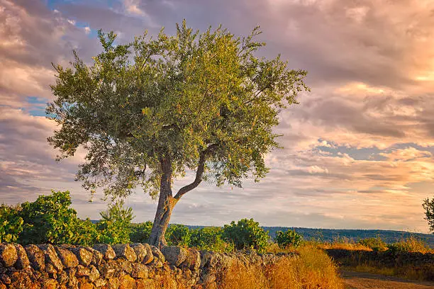 Image of a young olive tree take at sunset somewhere in Zamora (Castilla y Leon), Spain. Nikon D3x,Original Nikkor Lenses. RAW mode.and post-processed in "LightRoom" and/or "Photoshop" at 16 bits color deep.