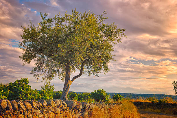 oliveira - olive tree imagens e fotografias de stock