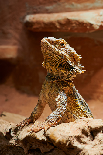 cute bearded dragon (Bartagame), pet of the year 2023, in a private terrarium