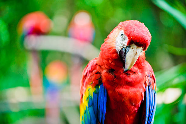 สการ์เล็ตมาคอว์ - นกแก้ว - scarlet macaw ภาพสต็อก ภาพถ่ายและรูปภาพปลอดค่าลิขสิทธิ์