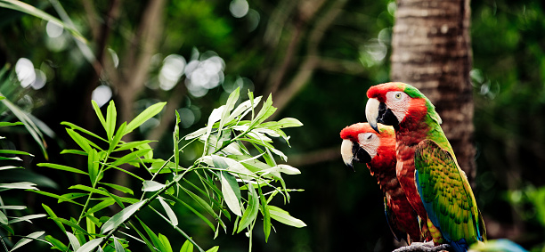 a pair of Scarlet Macaws in their nest in a tree stump