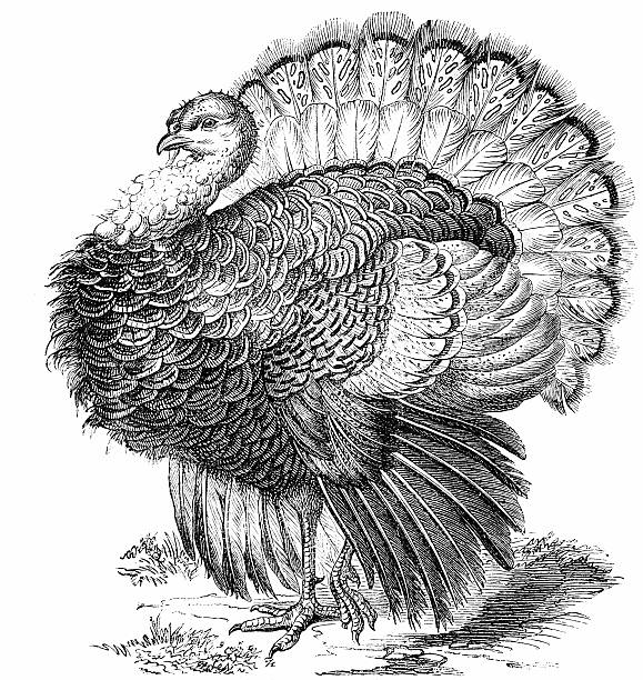 ilustrações, clipart, desenhos animados e ícones de wild turkey (meleagris gallopavo - turkey white background bird thanksgiving