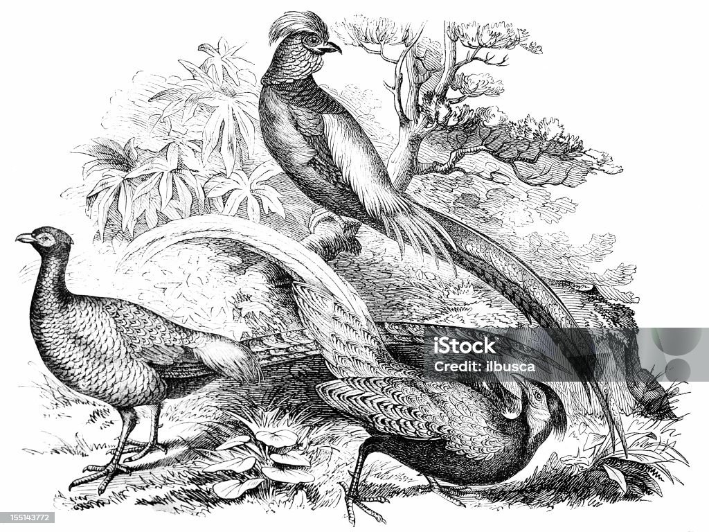 Gamebirds (Phasianus Nychtemerus, Pictus e Colchicus - Ilustração de Animal royalty-free
