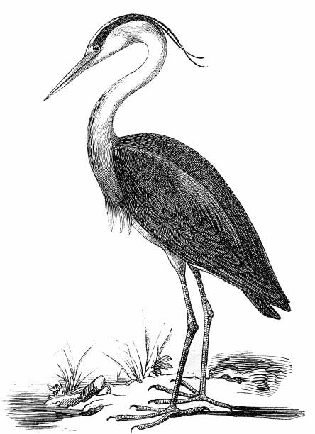 szary czapla (ardea pleśń - gray heron stock illustrations