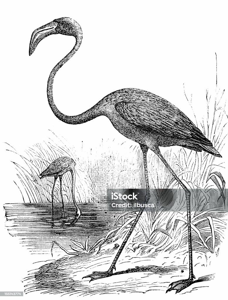 Flamingo grande (Phoenicopterus Roseus - Ilustração de Flamingo royalty-free
