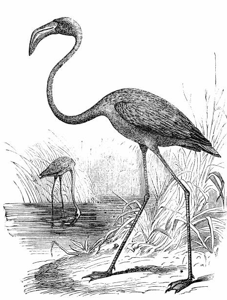Greater Flamingo (Phoenicopterus Roseus) 