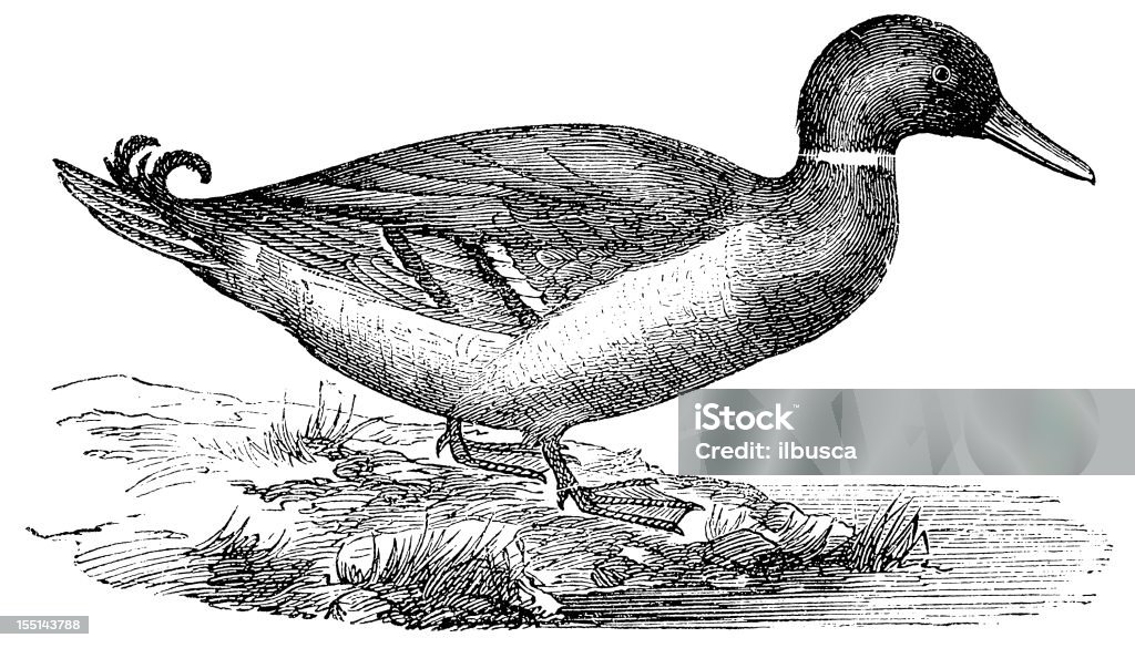 Mallard o Wild pato (Anas Platyrhynchos - Ilustración de stock de Pato - Pájaro acuático libre de derechos