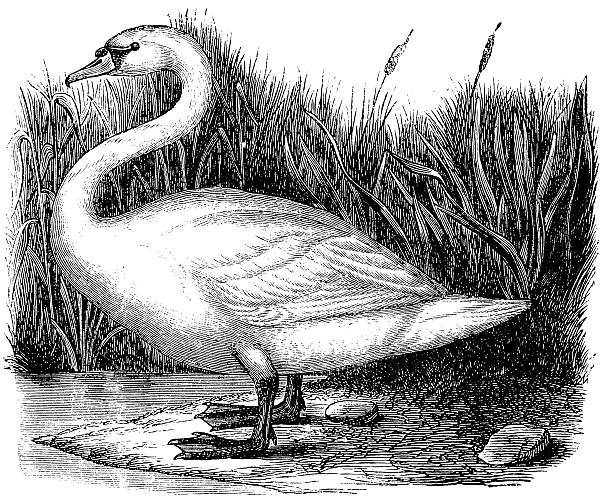 ilustrações de stock, clip art, desenhos animados e ícones de cisne-bravo (cisne) cisneconstellation name (optional - whooper swan
