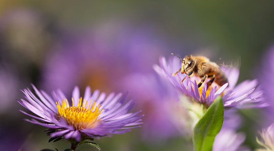 Honey bee gathering nectar from a lavender flower.