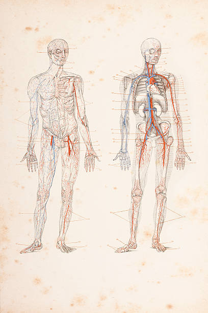 음각 혈액 순환을 휴머니즘 시체 1882 - human blood vessel healthcare and medicine illustration and painting color image stock illustrations