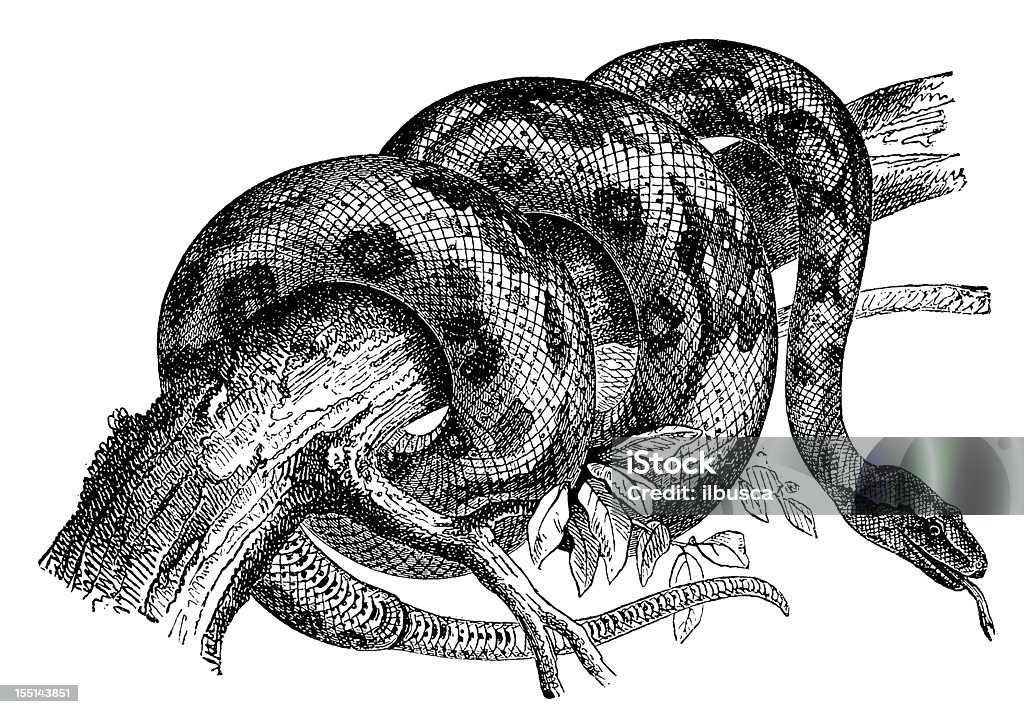 Boa constrictora (Boa constrictora - Ilustración de stock de Boa constrictora libre de derechos