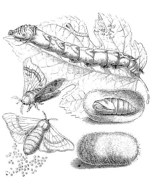 domesticated silkmoth (bombyx mori - 누에나방 이미지 stock illustrations