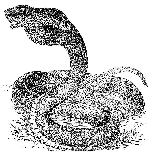 인도-중국 cobra (naja siamensis - cobra engraving antique retro revival stock illustrations