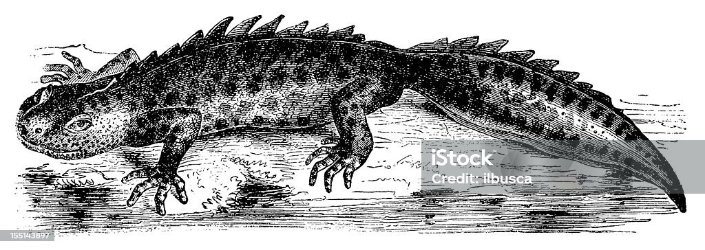 Triton crêté (Triturus Cristatus - Illustration de Amphibien libre de droits