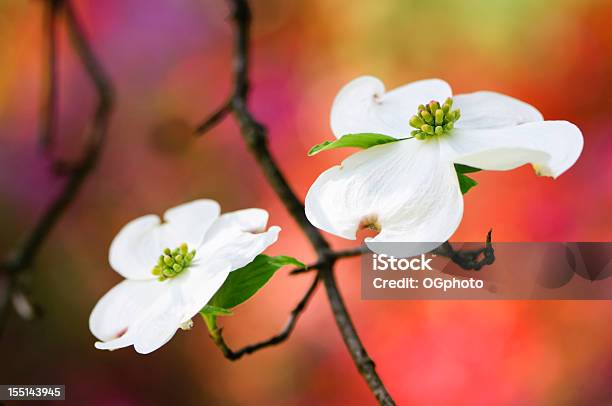 Dogwood Florescendo Flores - Fotografias de stock e mais imagens de Azálea - Azálea, Branco, Cornus