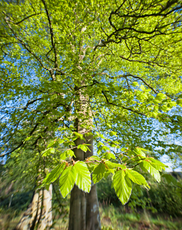 A beech tree in spring photographed using a wide angle lens to show fresh spring leaves in close-up while looking up towards the rest of the tree.