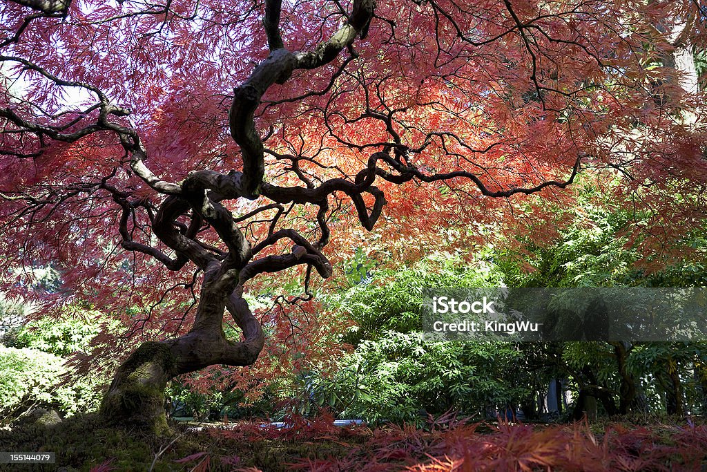 Árvore de bordo japonês no outono - Royalty-free Jardim Japonês Foto de stock
