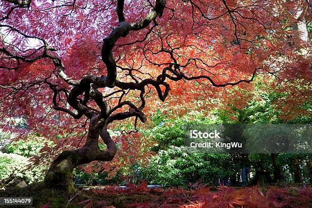 Árvore De Bordo Japonês No Outono - Fotografias de stock e mais imagens de Jardim Japonês - Jardim Japonês, Ácer-do-japão, Folha Vermelha