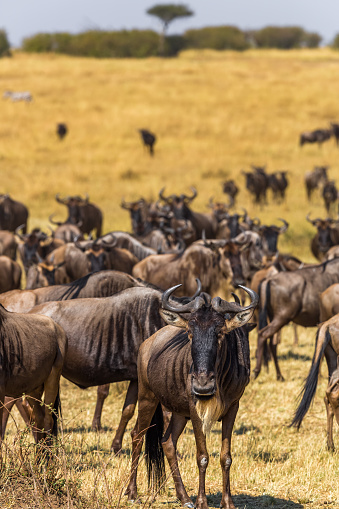Wildebeest Antelopes in Mara River at Great Migration