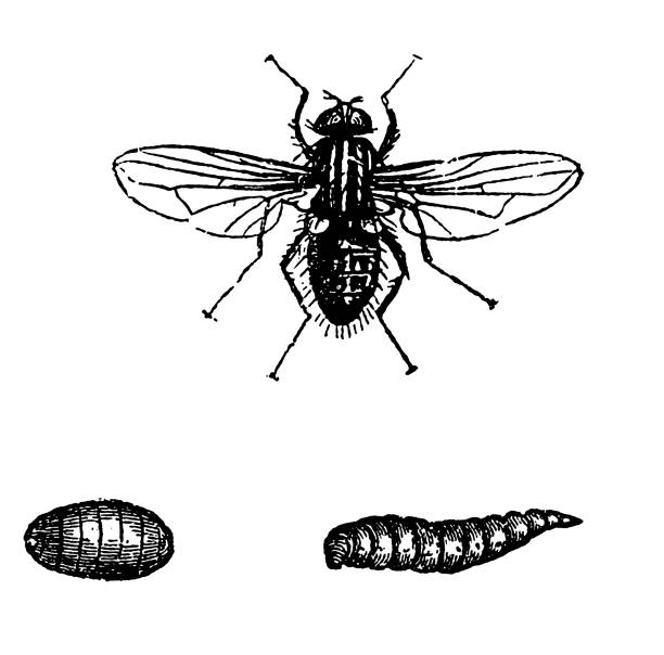 illustrazioni stock, clip art, cartoni animati e icone di tendenza di mosca domestica (musca domestica - engraved image fly antique housefly