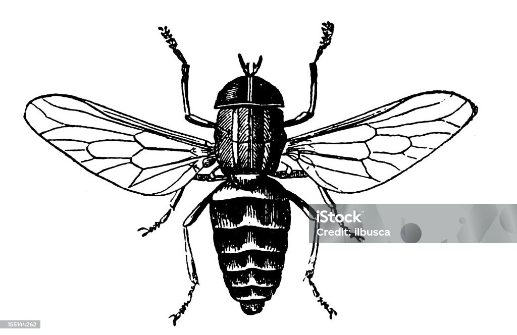 페일 자이언트 말플라이에는 Tabanus Bovinus 말파리에 대한 스톡 벡터 아트 및 기타 이미지 - 말파리, 새긴 이미지 ...