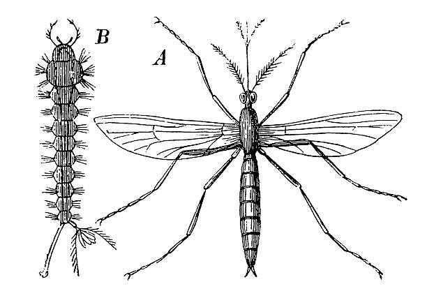 ilustrações de stock, clip art, desenhos animados e ícones de casa comum mosquito (culex pipiens - caterpillar isolated white background insect