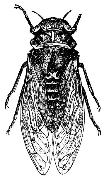 Cicada (Cicada Orni) Cicada (Cicada Orni) cicada stock illustrations