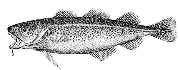 ilustrações de stock, clip art, desenhos animados e ícones de bacalhau-do-atlântico (gadus morhua - bacalhau