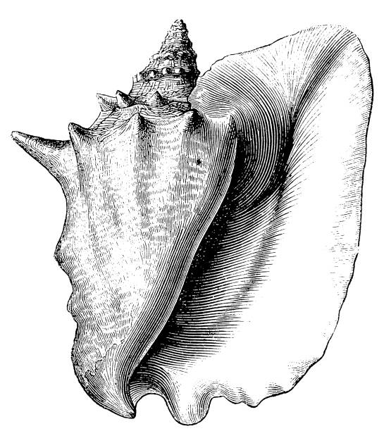 queen conch (lobatus gigas) - sarmal deniz kabuğu illüstrasyonlar stock illustrations