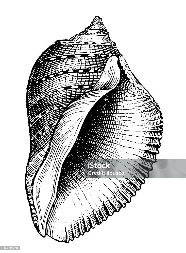 ペルシャ Purpura （Purpura Persica - 19世紀風のロイヤリティフリーストックイラストレーション