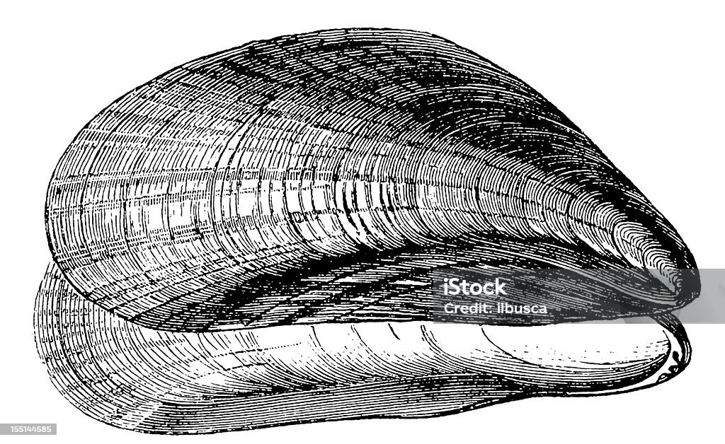 Blue Muschel (Mytilus Edulis - Lizenzfrei Muschelgehäuse Stock-Illustration
