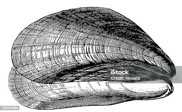 Blue Muschel Mytilus Edulis Stock Vektor Art und mehr Bilder von Muschelgehäuse - Muschelgehäuse, Schwarzweiß-Bild, Altertümlich