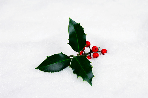 Holly Twig in Snow.