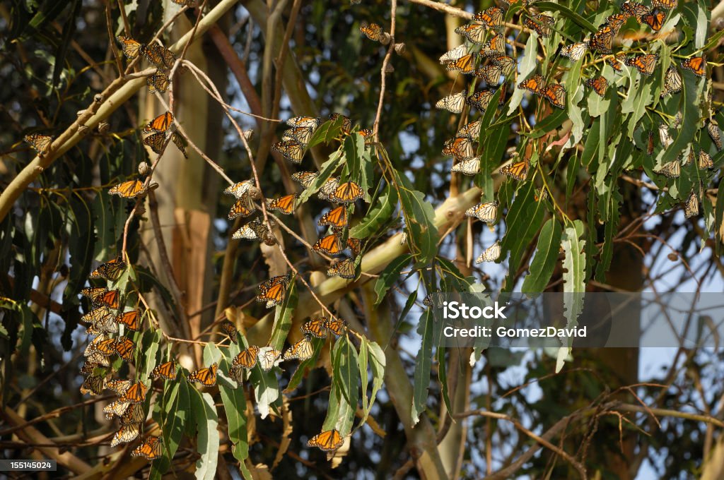 Gros plan de Monarch papillons sur la succursale - Photo de Animal invertébré libre de droits