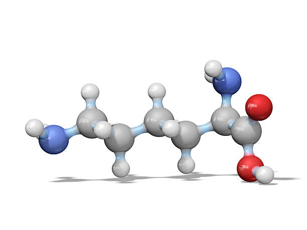 Amino Acid Lysine A model of a molecule of lysine, an amino acid. Amino acids are the building blocks of proteins and have many functions in metabolism. lysine stock pictures, royalty-free photos & images