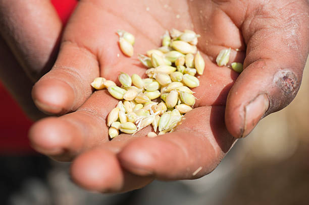 istock grain in the hands of an Ethiopian man 155145139
