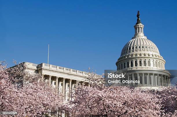 Wiśnia Kwiaty I Budynek Kapitolu Stanów Zjednoczonych W Waszyngtonie Dc - zdjęcia stockowe i więcej obrazów Kapitol - Capitol Hill