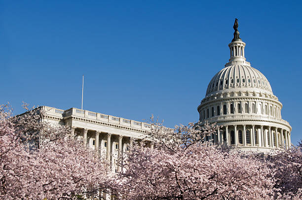 cherry blossoms и капитолий здание, вашингтон, округ колумбия - national monument стоковые фото и изображения