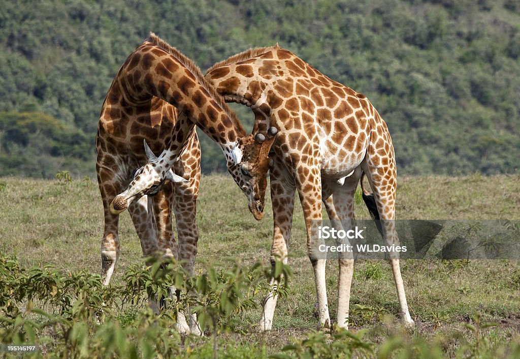 Giraffa di torsione - Foto stock royalty-free di Giraffa - Ungulato