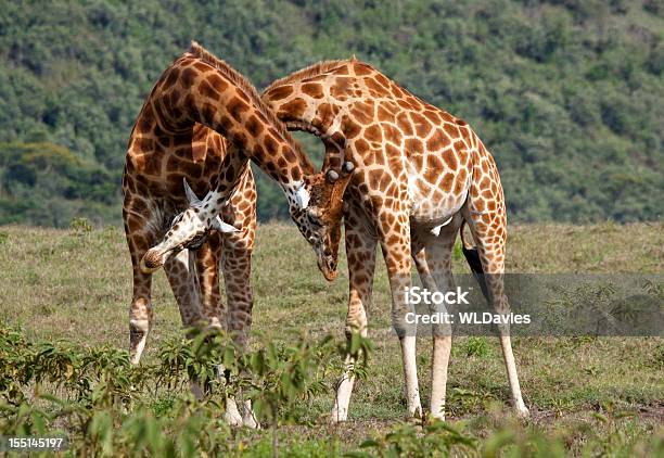 Giraffa Di Torsione - Fotografie stock e altre immagini di Giraffa - Ungulato - Giraffa - Ungulato, Lottare, Collo di animale