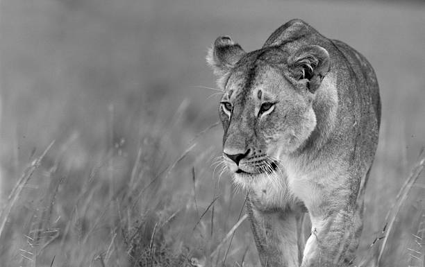 Prowling Lioness Stock Photo - Download Image Now - Black And White, Lioness - Feline, Lion - Feline - iStock Prowling Lioness Stock Photo - Download Image Now - Black And White, Lioness - Feline, Lion - Feline - iStock