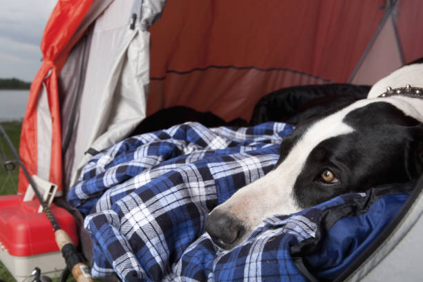 istock Dog laying in tent 155145286