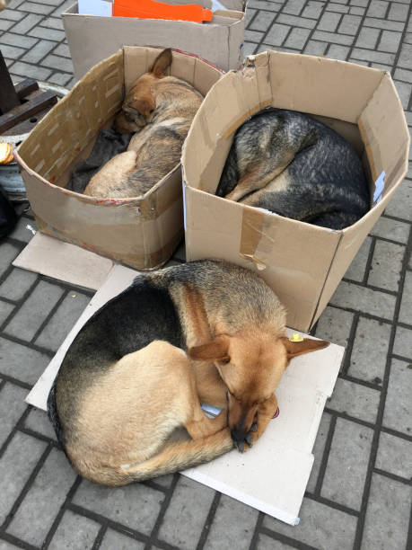 istock Homeless dogs sleeping in cardboard boxes on the sidewalk. 1551453275
