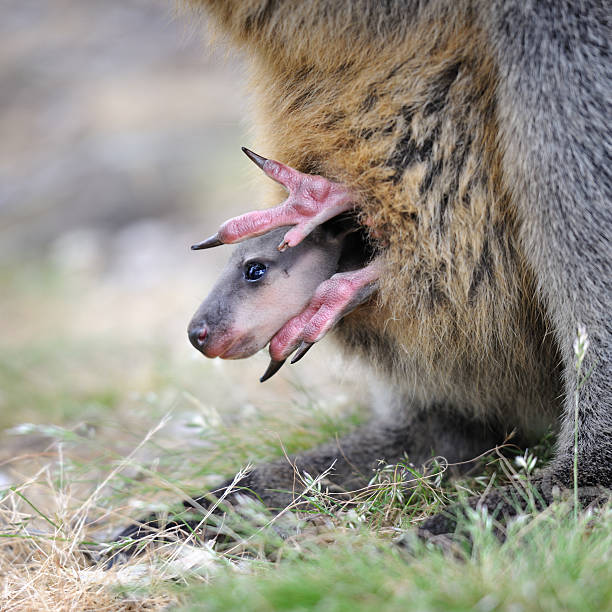 Mother Kangaroo in a field with her joey.